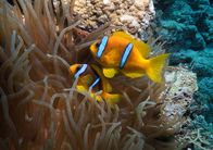 Universum: Das Rote Meer - Im Zaubergarten der Evolution – Anemonenfische.