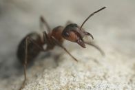 Tierisch gute Eltern – Winzige Zweige und Baumnadeln sind die Grundbaustoffe für das Ameisennest - und die Bewohner halten es ständig in Schuss.