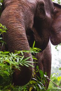 Wildes Indochina – Schätzungen zufolge gibt es nur noch 400 Elefanten in Kambodscha.