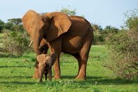 Fabelhafte Tierbabys – Safina, ein einwöchiger afrikanischer Elefantenbaby, mit ihrer alleinerziehenden Mutter Cyclone, der Matriarchin der Herde, im Buffalo Springs National Reserve, Kenia.