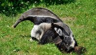 Zoo-Babies – Bei den Uganda-Giraffen im Tierpark bahnt sich eine Sensation an: Kuh Inge hat beschlossen ihr Kind im Freien zur Welt zu bringen. Die Pfleger hatten im Haus extra eine Geburtsbox vorbereitet. Doch die hochträchtige Inge hat es sich anders überlegt. Inmitten der Herde und vor den Augen der Besucher stürzt nach bangen Stunden des Wartens ein kleines Giraffen-Baby auf die Welt. Foto: Die Ameisenbäring Griseline mit ihrem Nachwuchs Evita im Zoo Berlin.