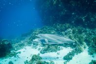 Einstein – Eine Gruppe von Delfinen im Roten Meer