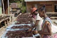planet e. – Die steigende Nachfrage von Vanille hat schwerwiegende Folgen für Madagaskar.