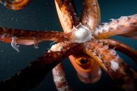 Amerika - Wildes Land – Beak and Tentacles of Humboldt Squid Baja California, Mexico .
