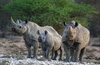 Abenteuer Namibia – Abenteuer Namibia (2019)