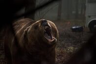 Red Machine - Hunt or Be Hunted – Red Machine - Hunt or Be Hunted (2015)