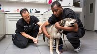 Die Tierärzte von Houston – Dr. Blue and Dr. Lavigne as seen on Vet Life.