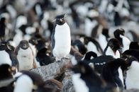 Wilde Inseln – Felsenpinguine leben hoch auf den Klippen.