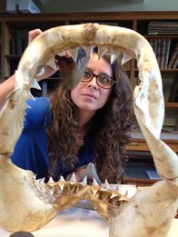 Giganten der Urzeit – Riesenzähne: Die Wissenschaftlerin Catalina Pimiento vergleicht die zwei etwa handflächengroßen Zähne (grau) des ausgestorbenen Riesenhais mit denen im Kiefer eines Weißen Hais.