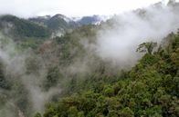 Naturparadiese mit Zukunft – Die letzten Nebelwälder der Anden drohen zu verschwinden. Fast überall in Ecuador werden Wälder für die Landwirtschaft gerodet. Die Bäume müssen weichen, um Platz für Felder und Weiden zu schaffen. Über 90 Prozent der Nebelwälder wurden vernichtet.