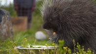 Alaskas Wildtier-Retter – Three legged North American Porcupine, Heath, loves getting into mischief at the AWCC. (National Geographic)