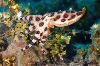 Expeditionen: Helden der Evolution – Blaugeringelter Oktopus.