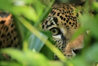 Wildes Mexiko – Belize - Jaguare sind in den Dschungeln Südmexikos und Mittelamerikas noch weit verbreitet.