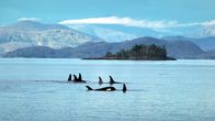 Die Sprache der Tiere – Vor der kanadischen Pazifikküste leben zahlreiche Schwertwale.