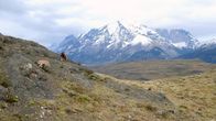 Die Fährte der Pumas – Torres del Paine National Park, Chile - Boone sitzt in unmittelbarer Nähe eines Pumas an dem einzigen Ort der Welt, an dem dieses Verhalten vorkommt.