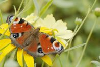 Einstein – Einstein Inspiration Schmetterling: Wie er unsere Probleme löst Schmetterling Copyright: SRF