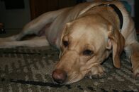 Die Evolution der Hunde – Missy Sue, a champion dock diving dog, rests while pregnant