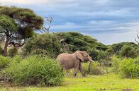 Afrikas Berge – Elefant am Fuß des Kilimandscharo