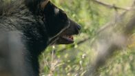 Geborene Jäger – A closeup of a spectacled bear with its mouth slightly open and some teeth poking out, observing its surroundings for prey. (Terra Incognita)