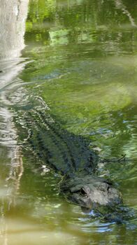 Die größten Flüsse der Erde – Die Sümpfe von Louisiana sind perfekte Rückzugsgebiete für Alligatoren.