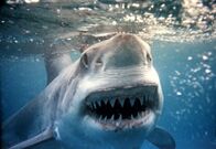 Waffen der Tiere – Der Weiße Hai ist das einzige Raubtier, das mit der Sonne im Rücken jagt. So wird seine Beute geblendet.