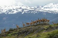 Tierische (R)Evolution – In Patagonien erobern Guanako-Herden Teile der Landschaft.