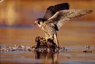 Wanderungen im Tierreich – North America: Peregrine Falcon (Falco peregrinus) adult in protective stance standing on downed duck. The Peregrine Falcon is a very fast flier, averaging 40-55 km/h (25-34 mph) in traveling flight, and reaching speeds up to 112 km/h (69 mph) in direct pursuit of prey.