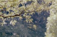 Spurensuche - Neue Methoden der Forensik – Der Pollenflug ist abhängig von Wind, Temperatur und Niederschlag - je stärker der Wind, desto mehr und weiter verbreitet sich der Pollen.