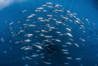 Unser Mittelmeer – Blauflossenthunfische kommen durch die Meerenge von Gibraltar ins Mittelmeer