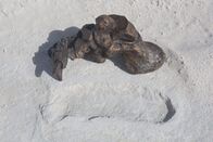 Das Eiszeit-Rätsel - Warum starben die Riesentiere aus? – Im Gipsfeld der White Sands in New Mexico finden die Forscher Fußspuren eines ausgestorbenen Riesenfaultiers. Zum Vergleich wurde ein Fußknochen des Tieres dazugelegt.