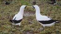 Wildes Hawaii – Küssende Tölpel auf der Seeschwalbeninsel.