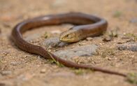 Super Bio Hero – The European legless lizard Sheltopusik