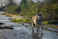 Zombies der Tierwelt – Tschechoslowakischer Wolfshund