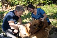 Gordon Ramsay: Kulinarische Abenteuer – Gordon Ramsay und Annabelle suchen nach Honig. (National Geographic/Justin Mandel)