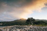 Vulkane in Neuseeland – Little Barrier Island ist menschenleer und ein Refugium für bedrohte Tiere.