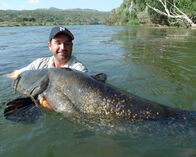 Zeb Hogans Monsterfische – Aquatic ecologist Zeb Hogan shows off a 6-foot-5-inch Wels catfish caught in the Ebro river. This monster fish, capable of swallowing a human whole, is one of several invasive catfish species that are taking over the rivers of Spain.