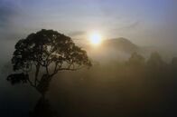 Paradiese aus Menschenhand – Der Regenwald Borneos ist ein Hotspot der biologischen Vielfalt: Hier leben geschätzt 15.000 Pflanzenarten.