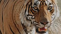Alpha-Tiere – Indien ist ein Fest für die Sinne – ein Land mit unbeschreiblichen Landschaften und einer unglaublichen Vielfalt an Tieren.
