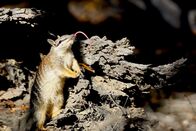 Mini-Monster - Australiens flauschige Räuber – Ein Numbat zeigt Zunge: Das kleine Beuteltier ernährt sich ausschließlich von Termiten, die es mit seiner langen, klebrigen Zunge fängt.