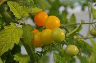 Querbeet – Sabrina Nitsche legt im Querbeet-Garten die Gemüsebeete an. Bald können auch frostempfindliche Gewächse nach draußen.