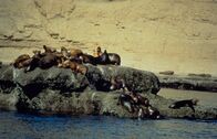 Wilde Paradiese – Seeelefanten sind sehr große, ohrlose Robben der Gattung Mirounga, die im Meer leben.