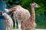 Zoobabies – Das junge Giraffe bine im Tierpark Berlin.