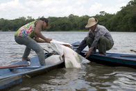 GEO Reportage: Arapaima, der Riesenfisch vom Amazonas – In wackeligen Kanus machen die Amazonasfischer Jagd auf den größten Süßwasserfisch Südamerikas: den Arapaima, in Brasilien Pirarucú genannt.