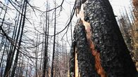 Einstein – Einstein Ein Jahr nach dem Waldbrand von Bitsch: Der Neustart ist gefährdet Wie geht es dem Wald von Bitsch im Wallis ein Jahr nach dem verheerenden Waldbrand? Copyright: SRF