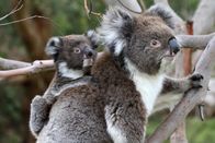 Australien – ARD/NDR AUSTRALIEN (2), "In den Wäldern der Koalas" Uhr im ERSTEN. Früher wurden Koalas wegen ihres plüschigen Fells gejagt, heute stehen die Beuteltiere unter Schutz.