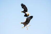 Wildes Japan - Land der tausend Inseln – Im Winter ziehen die Riesenseeadler von ihren Brutgebieten im Osten Russlands nach Japan. Die majestätischen Vögel, die eine Flügelspannweite von bis zu 2,5 Metern haben können, fangen ihre Beute, vor allem Kabeljau, aus dem Sturzflug aus bis zu 30 Metern Höhe ...