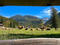 Der Geschmack Europas – Kühe auf der Rettenbachalm.
