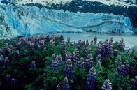 Wilde Paradiese – ALASKA: Glacier Bay National Park im Herzen Südalaskas. (Photo credit:
