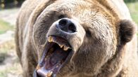 Tiere außer Rand und Band – Während die meisten Tiere eher scheu sind und den direkten Kontakt zum Menschen meiden, haben die Kandidaten in dieser Episode keinerlei Berührungsängste. Da wäre zum Beispiel eine Elefant, der eine Dinnerparty im wahrsten Sinne des Wortes "crasht". Ein Hai wiederum kommt einem Surfer auf offenem Meer gefährlich nah _ für den Wassersportler ist eine Drohne die letzte Rettung. Wie der Fall ohne sie ausgegangen wäre und viele weitere wilde Zusammenstöße zeigt "Tiere außer Rand und Band".