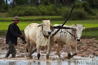 Wildes Indochina – Nach und nach besiedeln Menschen das Land und machen Nutzflächen daraus.